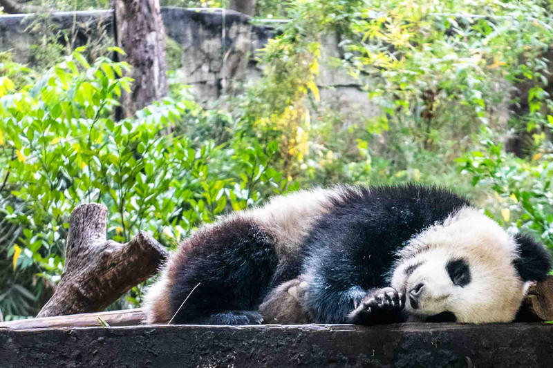 广州长隆野生动物世界旅游攻略,长隆野生动物世界攻略2-3天广州游