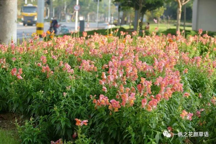 金鱼草的简介,金鱼草的地径