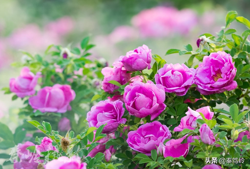 五月玫瑰花期,五月玫瑰盛开时