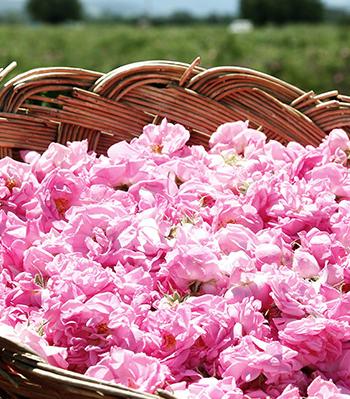 用了那么多年的纸巾你用对了吗,用了这么多年的牙膏你用对了么