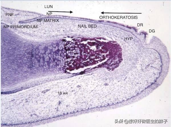 夏季女神美甲,夏季女神指甲