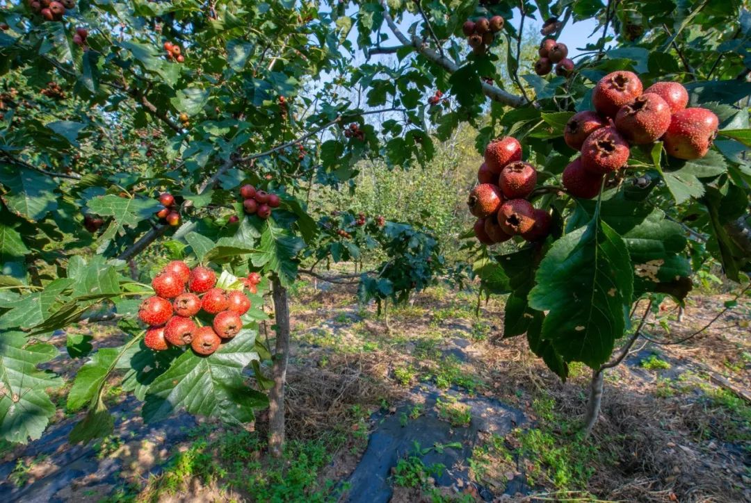 秋景徒步、汗蒸唱K,吃满族特色二八席,最适合团建的怀柔秘境