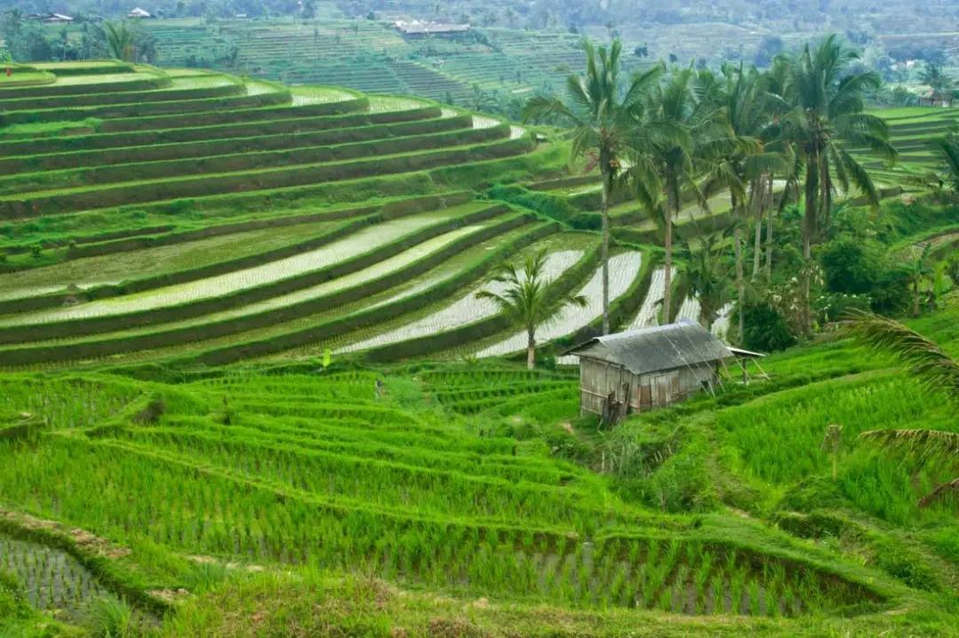 中国三次革命分别是什么,两次粮食革命是什么