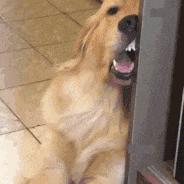 新娘开心的搞笑视频,搞笑gif开心一刻女司机上车