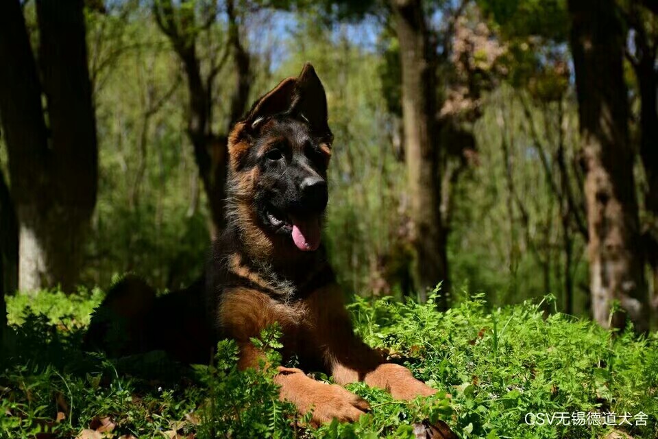 德国牧羊犬图片霸气大全集,德国牧羊犬图片精品