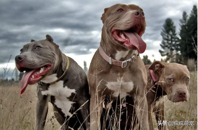 十大猛犬排行榜比特犬,最凶残的比特犬咬人