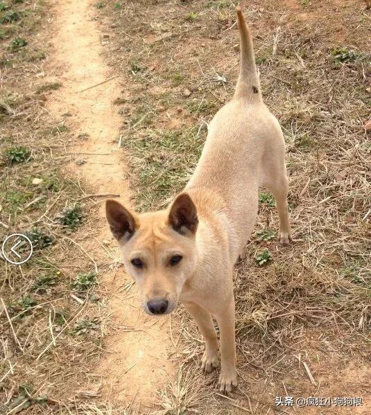 战斗力最强的土狗是什么品种,这40种土狗其实都是超酷的品种犬