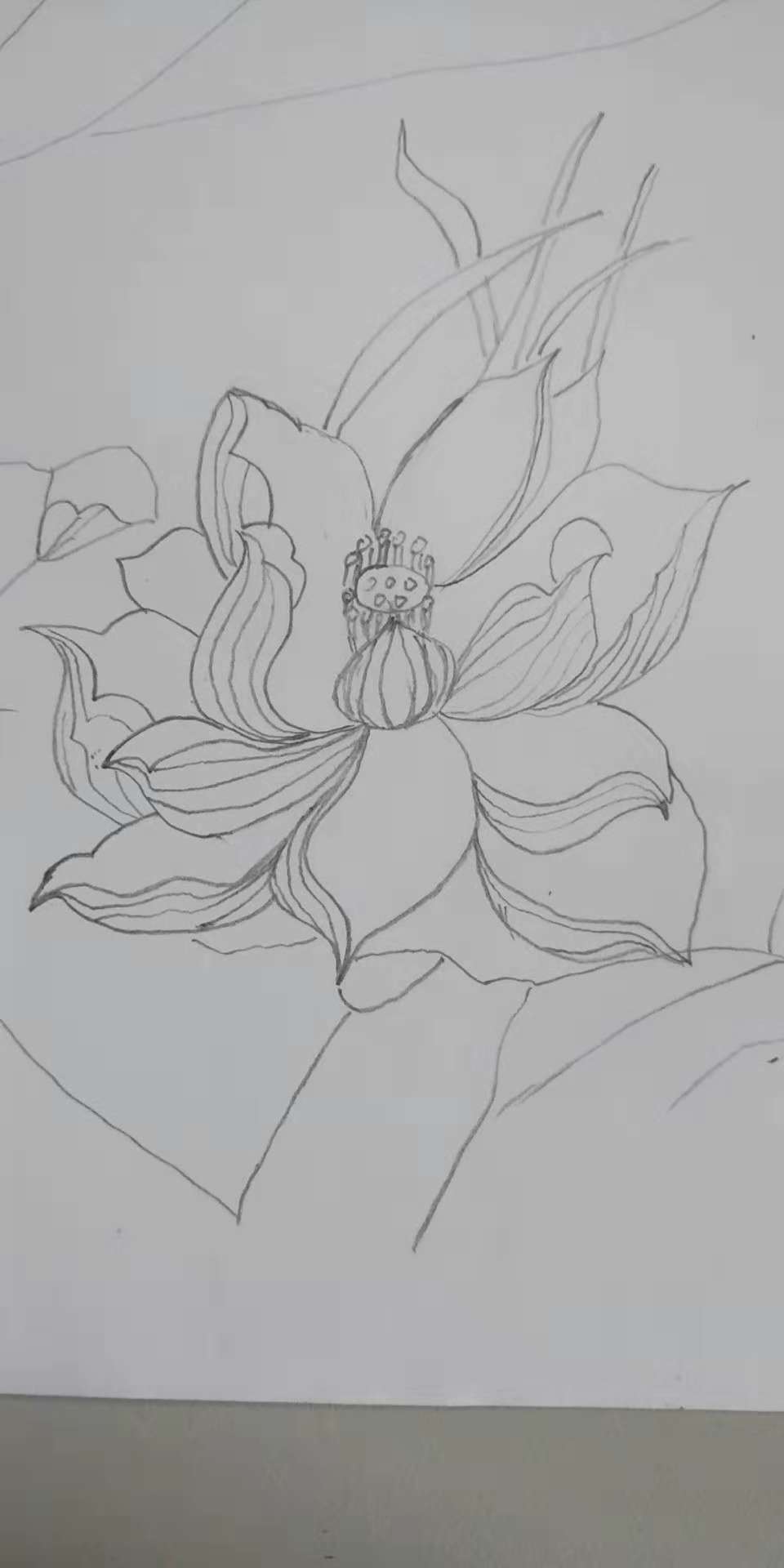 荷花简笔画10000例图片,蜻蜓的简笔画和荷花的简笔画