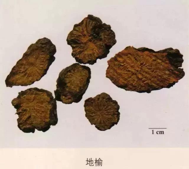 中药材图片大全大图带药名,200多味中药材图谱带图