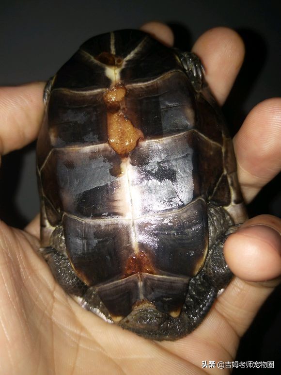龟友的龟生病了,龟友养龟正确方法