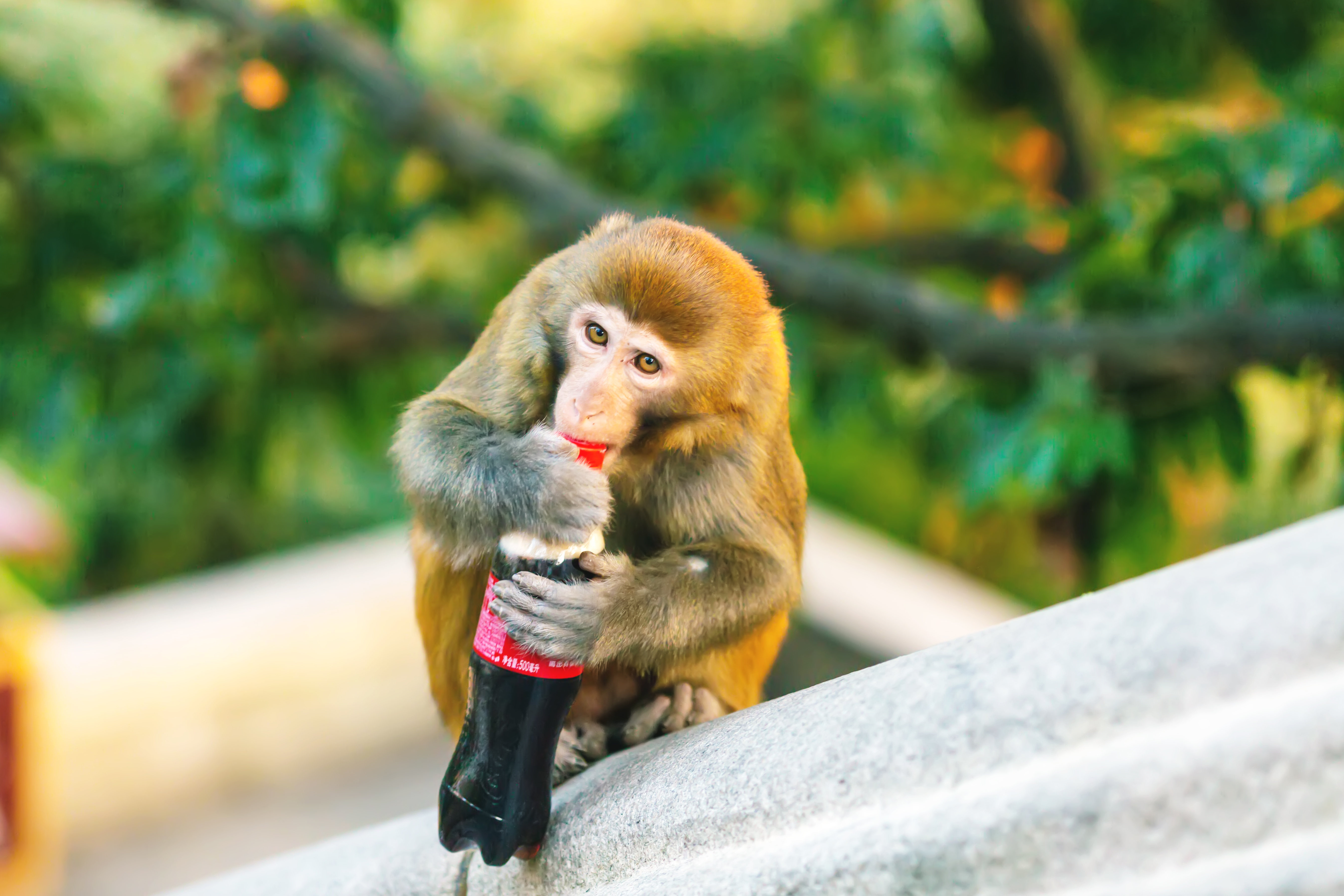 花果山景区的游玩攻略,情侣花果山旅游攻略