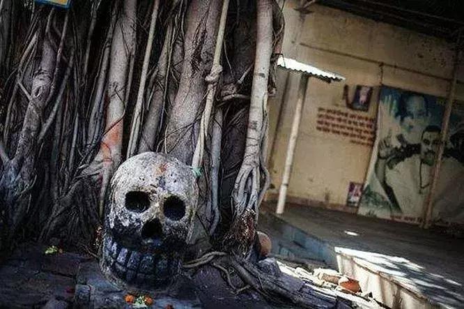 印度人骨交易,印度出口人骨标本