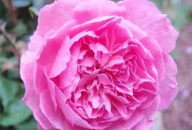 每天学习一点点——100种玫瑰品种科普