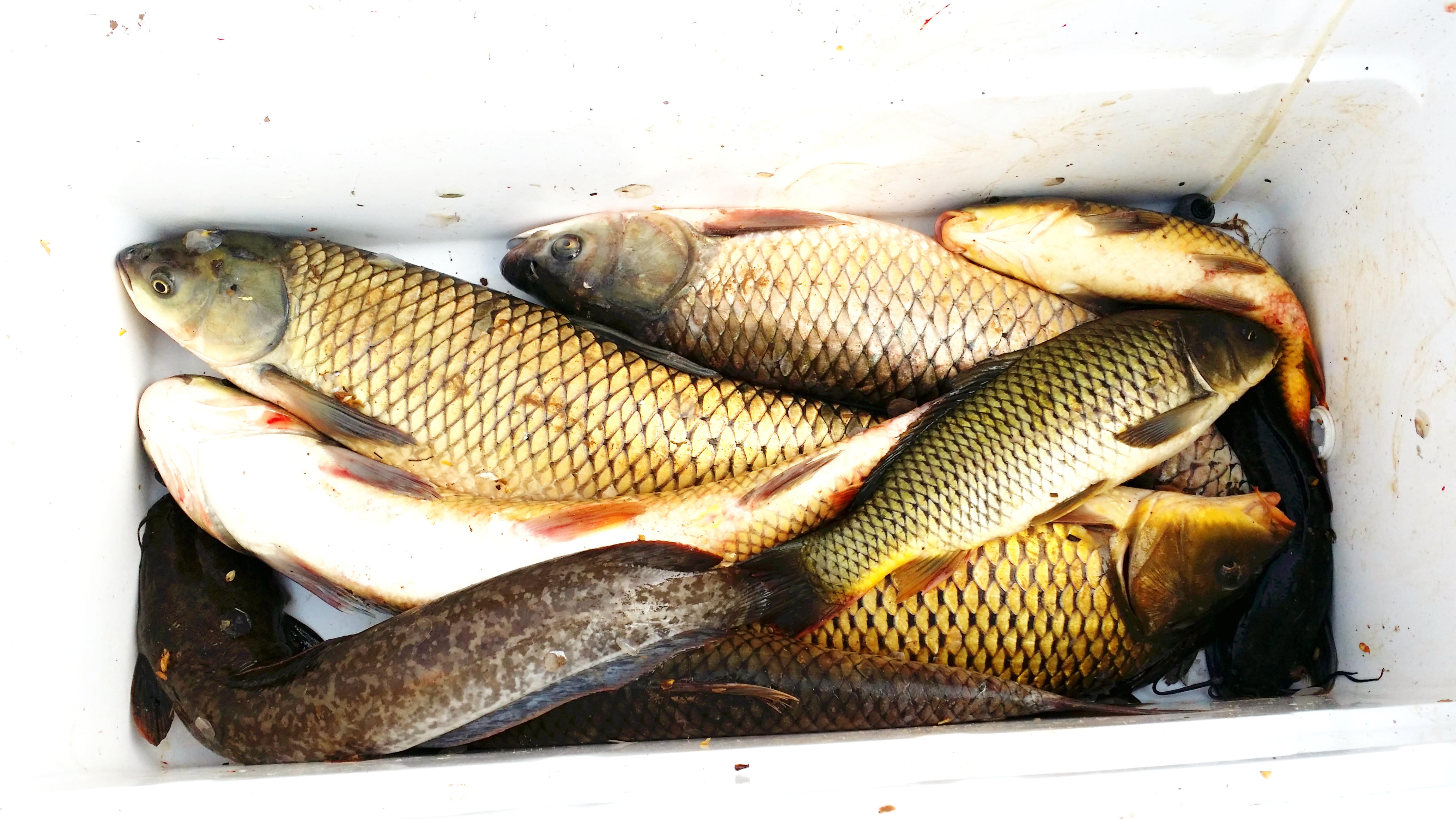 肥水草鱼窝料,综合塘草鱼窝料