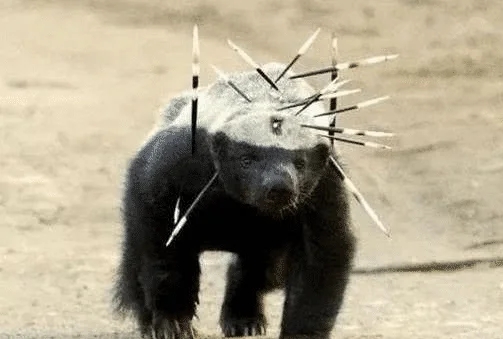 蜜獾为啥被称为平头哥,蜜獾平头哥智商真的很高吗