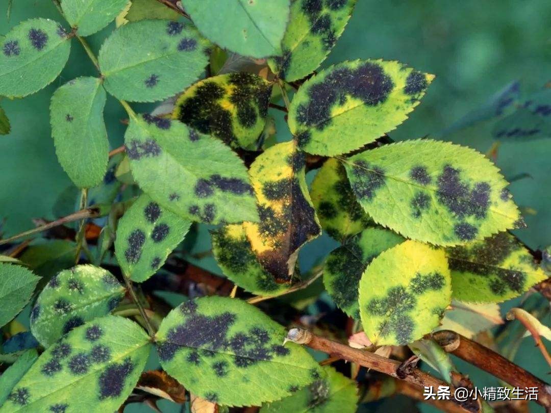 月季花是“药罐子”，常见10种病虫害，预防第一，救治第二