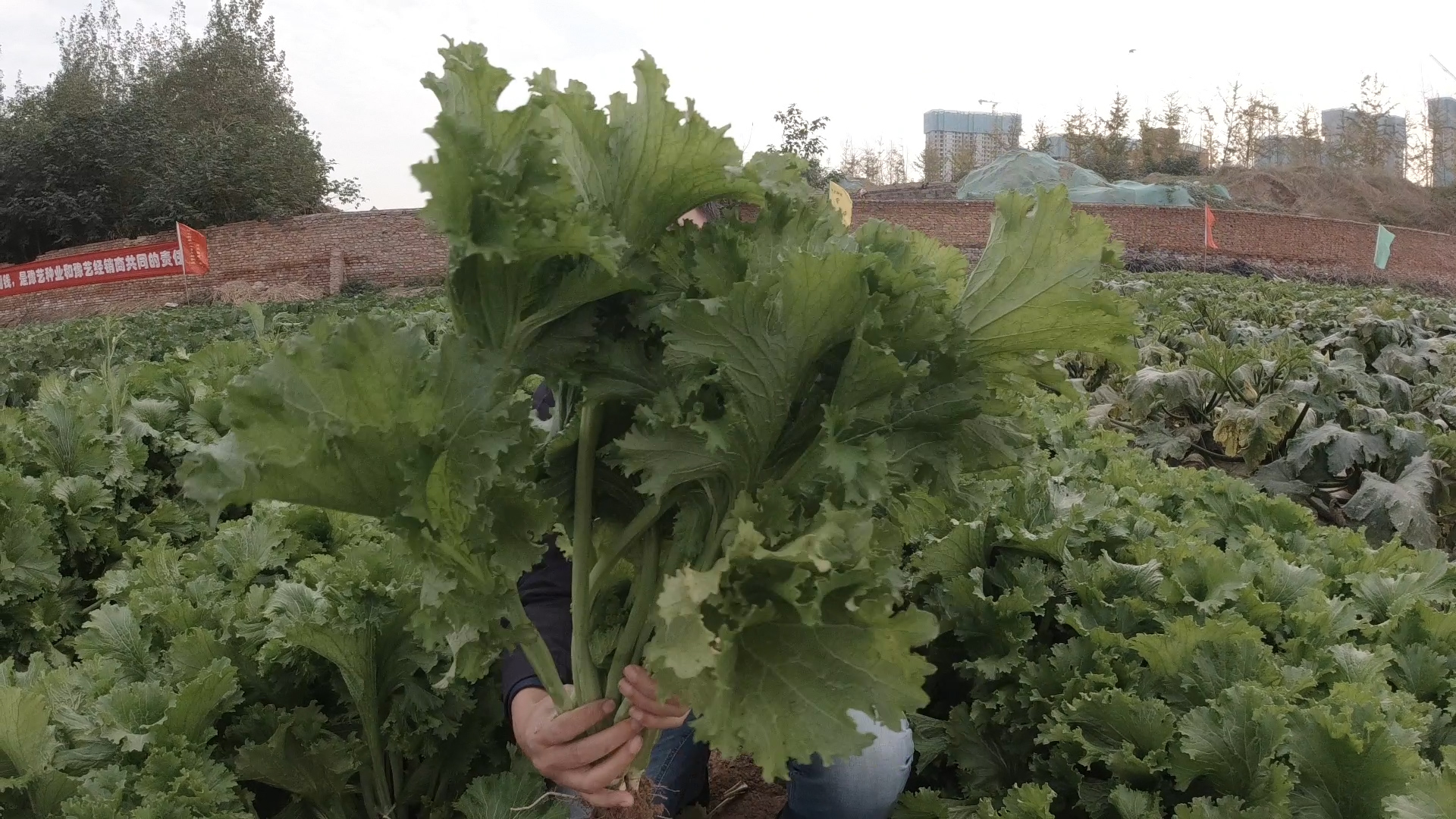 种植青菜需要加什么,种植青菜需要什么农药