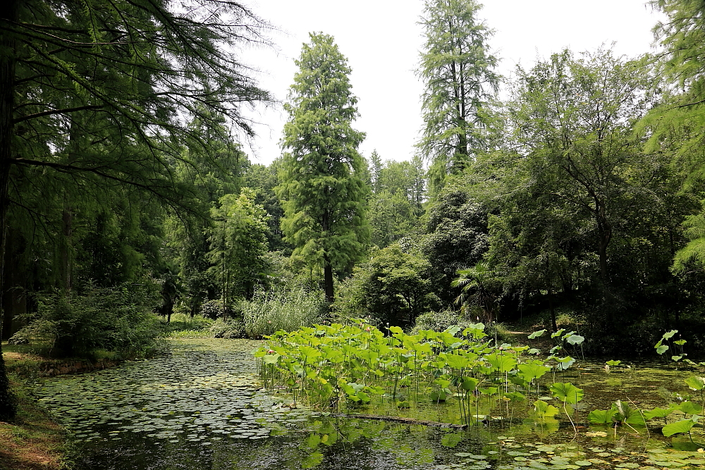 植物园的景；青山吹奏《红河谷》（F调）半音阶口琴演奏第二版