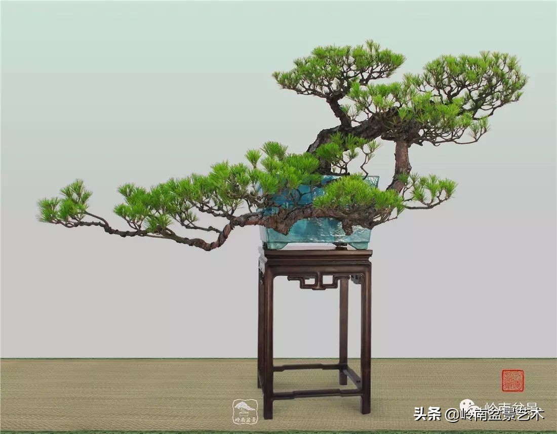 山松马尾松盆景,盆景大师郑永泰有书吗