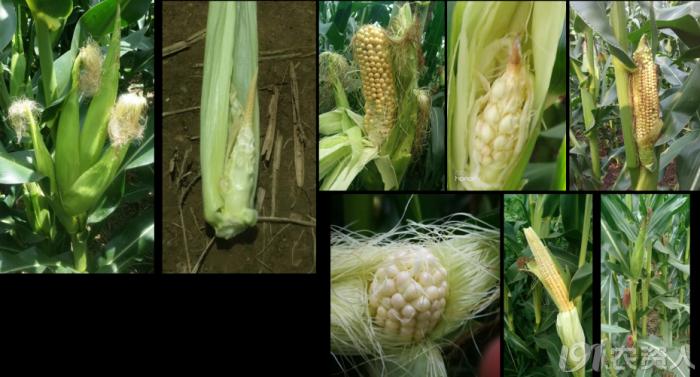 玉米花生种植高产技术,玉米高产高效种植技术