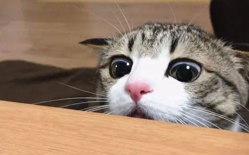 听到舍友奇怪的梦话,室友夜里说梦话是什么原因