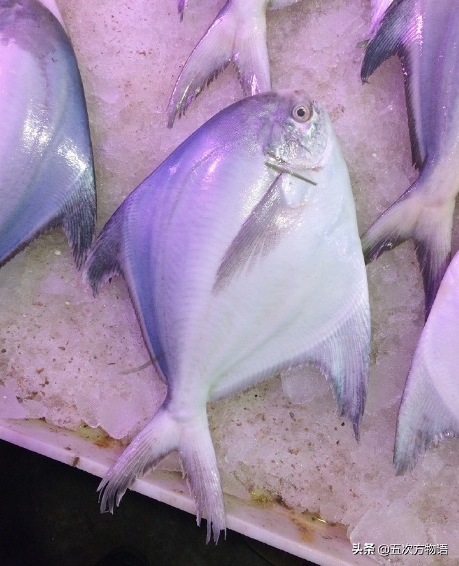 青岛深海白鲳鱼,青岛新鲜鲳鱼