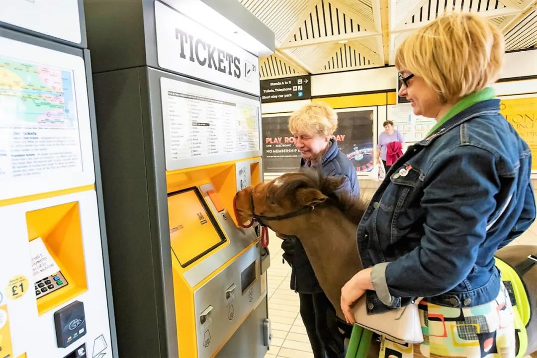 导盲马寿命有多长,导盲马可以看多远