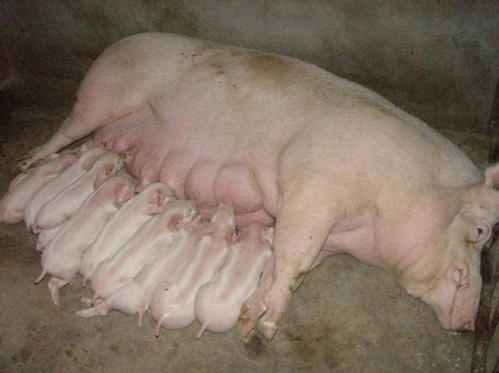 龙胆泻肝散喂母猪多久,母猪用龙胆泻肝散如何使用