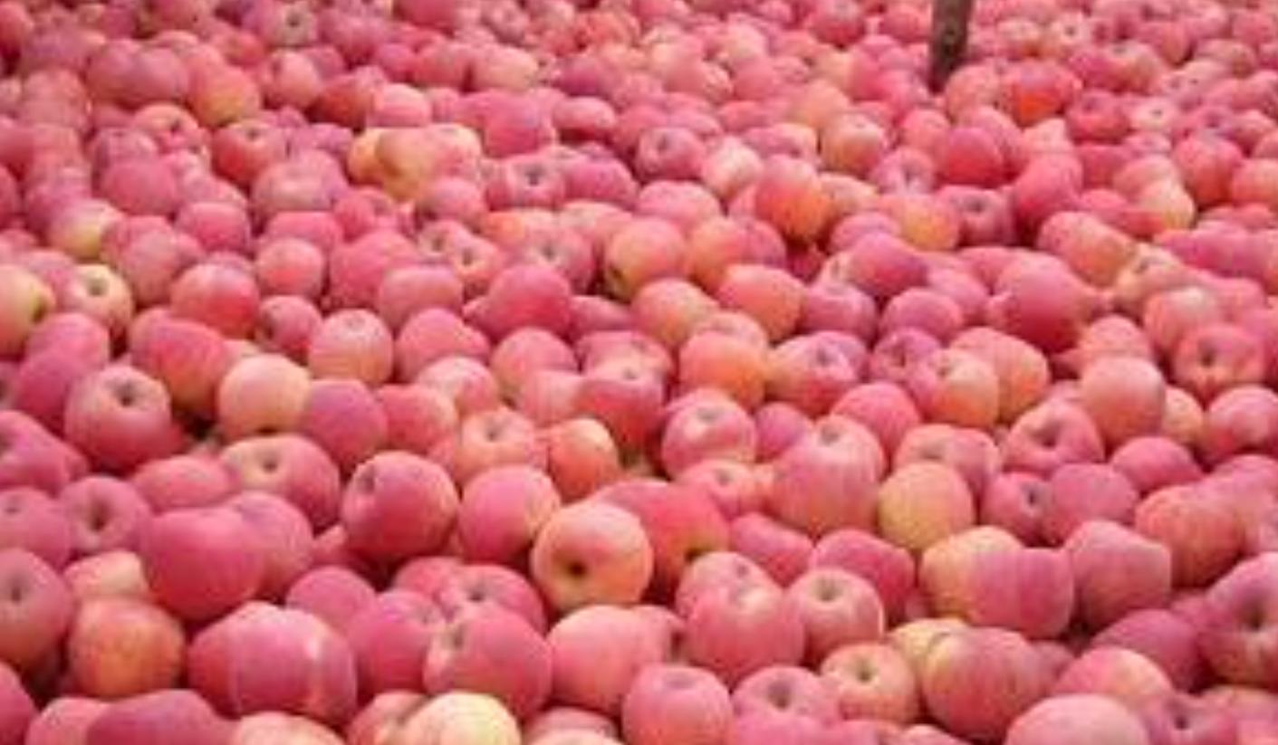 水果车厘子现在多少钱一斤,现在车厘子水果多少钱一斤