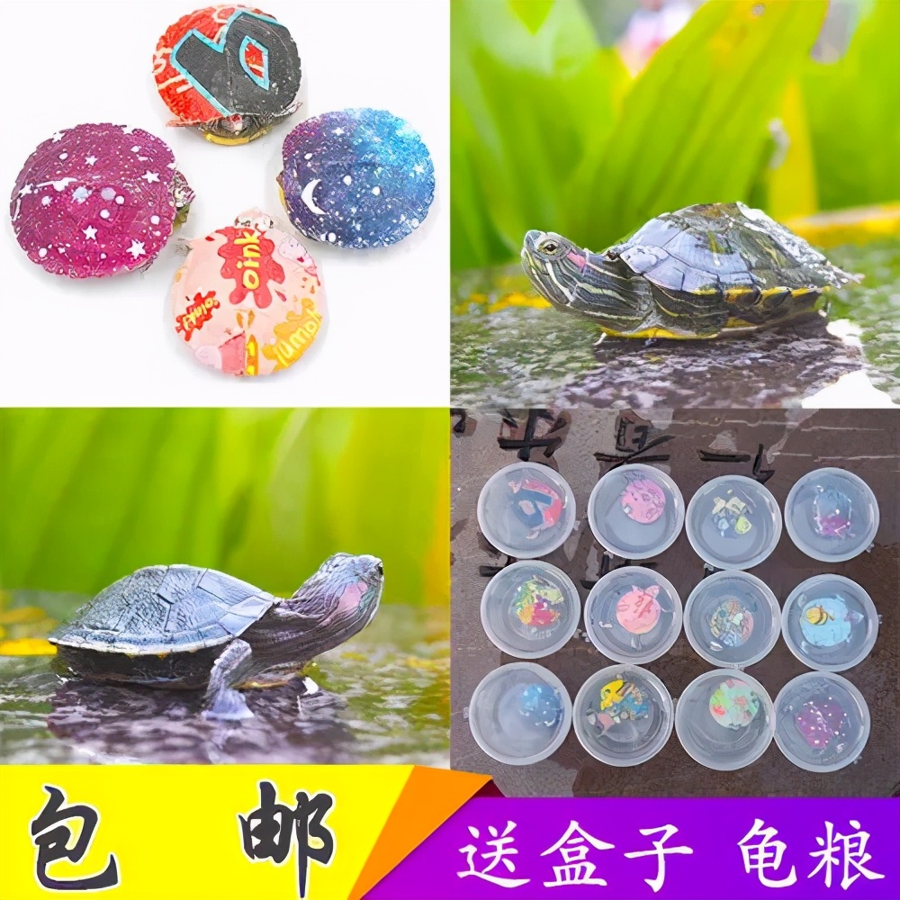 彩色的小乌龟危害后的样子,彩色乌龟和普通小乌龟哪个好