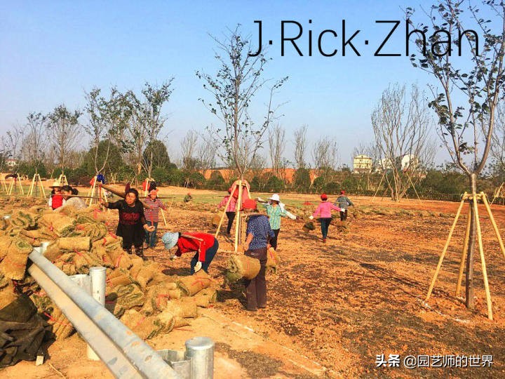 果岭草坪的种植养护方法及技巧,怎么种植一个可以躺的草坪