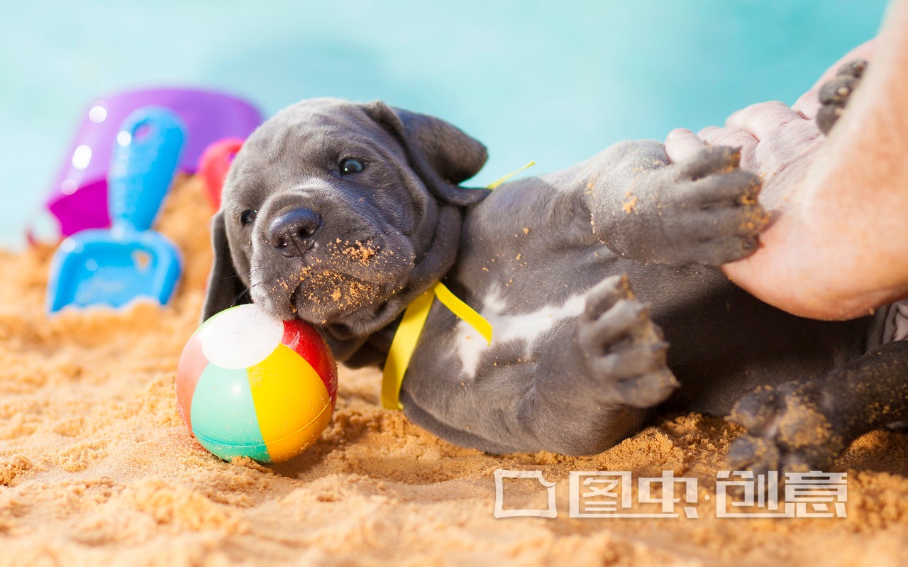 摸摸狗头在狗的眼里意味着什么,人摸狗的头狗在想什么