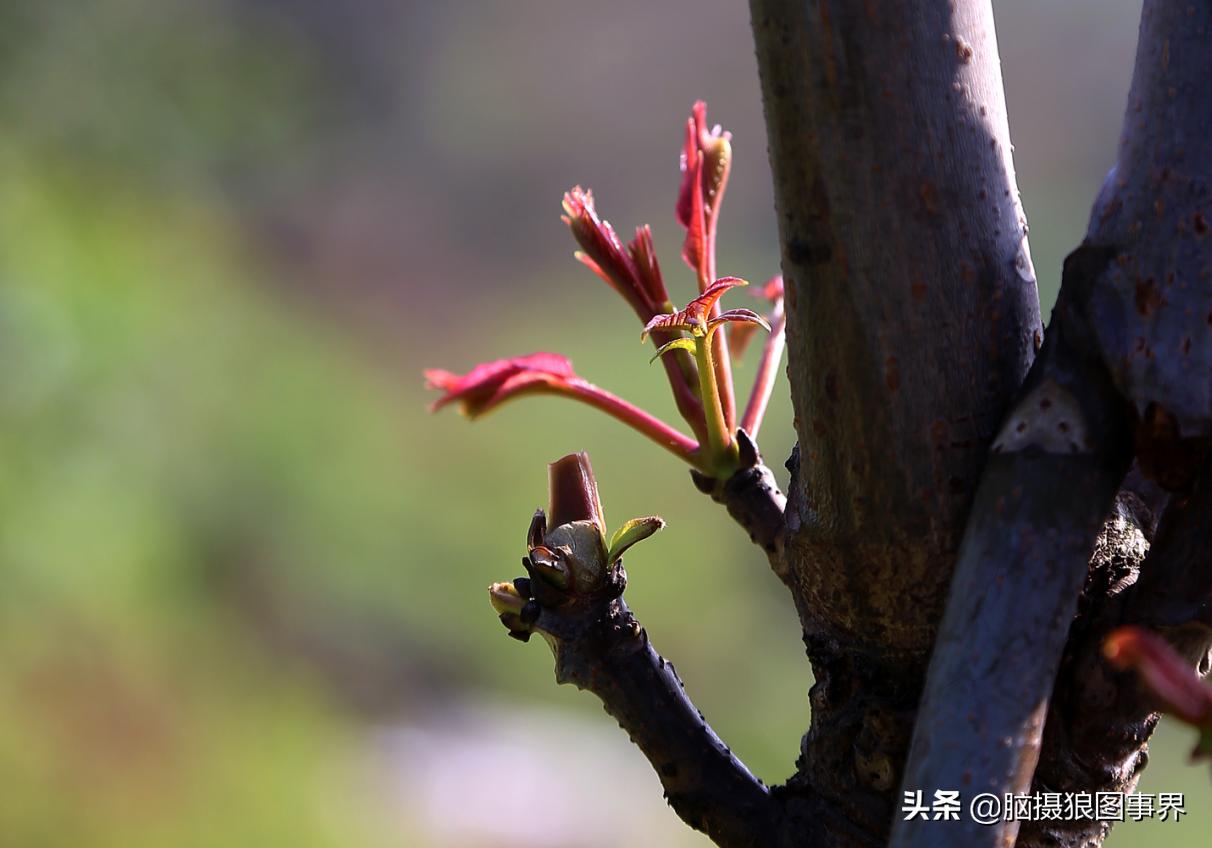 春天拍摄的绿叶怎么拍,春天的花朵怎么拍摄照片