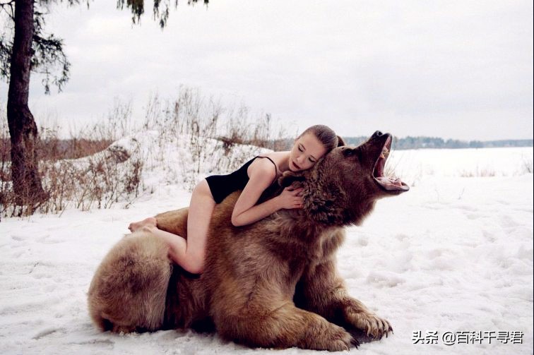 棕熊vs北极熊哪个厉害,北极熊vs棕熊一只棕熊得了白化病