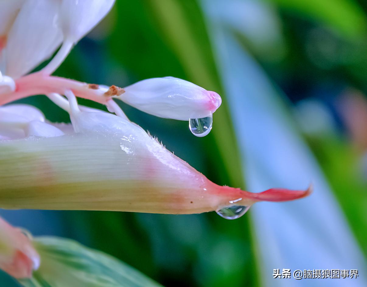 佳能18-55mm镜头，能拍出浅景深的花卉照片吗？如何拍摄？