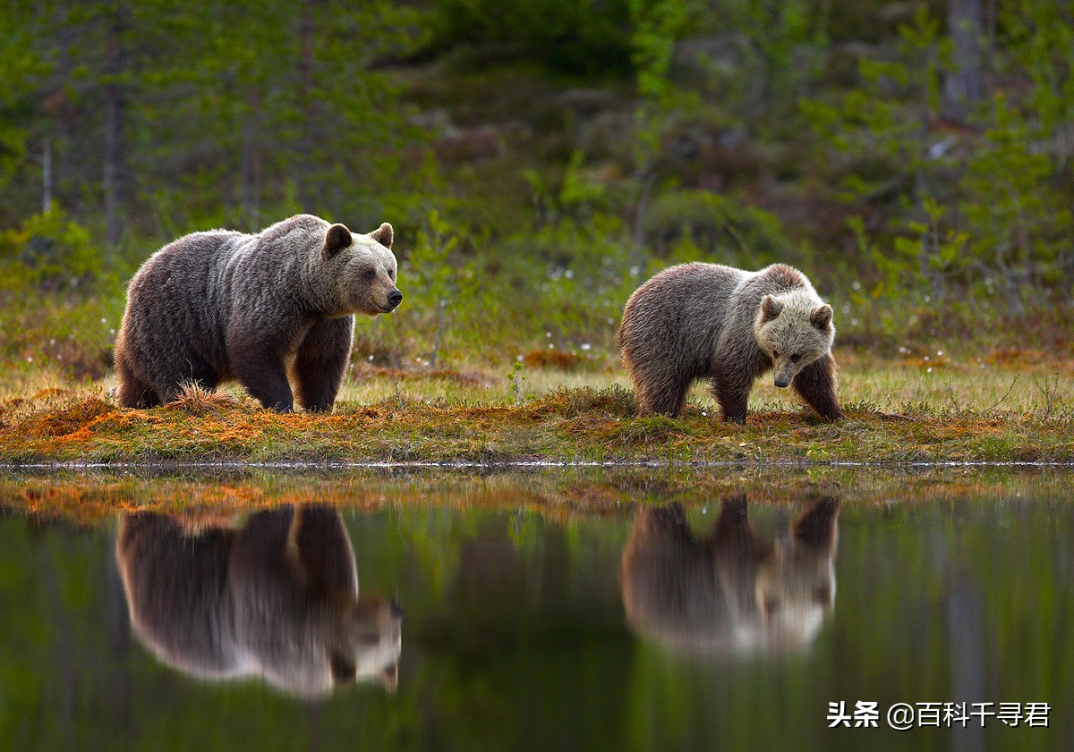 棕熊vs北极熊哪个厉害,北极熊vs棕熊一只棕熊得了白化病