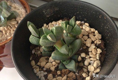 肉肉植物鹿角海棠,植物鹿角多肉