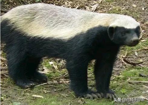 平头哥蜜獾被眼镜黄蛇咬昏过去,蜜獾被眼镜蛇咬会不会中毒视频
