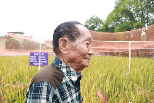 袁隆平麦田的守望者图文并茂,袁隆平麦田的守望者手抄报