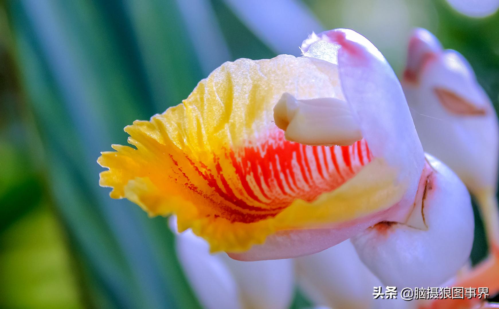 佳能18-55mm镜头，能拍出浅景深的花卉照片吗？如何拍摄？