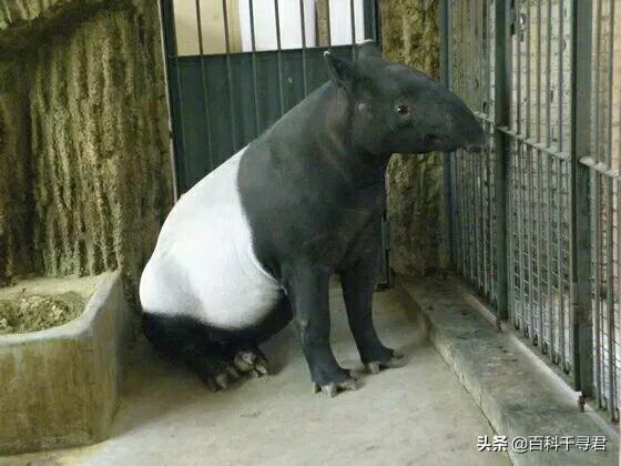 这种长着象鼻子，形似大肥猪的奇特动物，历史上曾在我国广泛分布