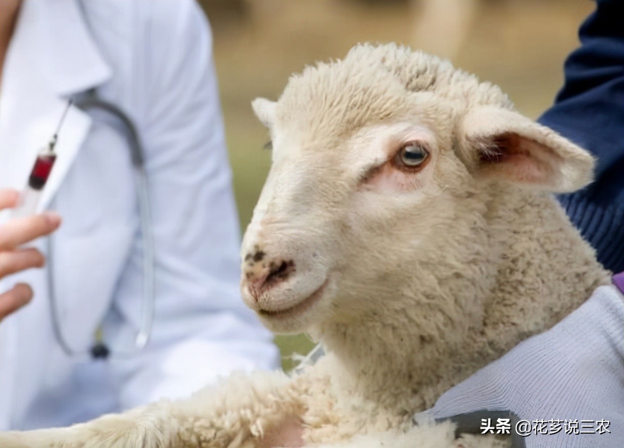 养羊的十大传染病,养羊须知预防哪几种传染病