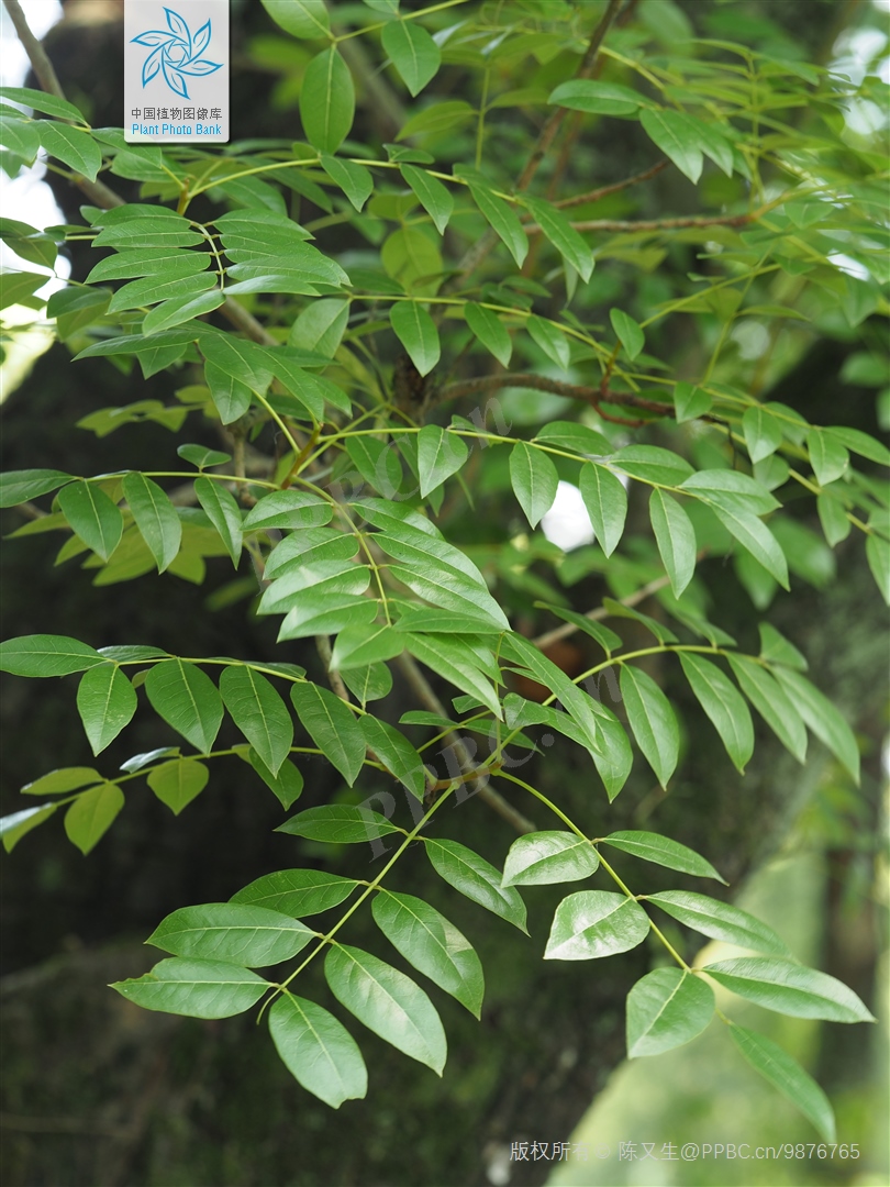 桃花心木:既是世界名贵木料,又是优秀的行道树,值得大力推广