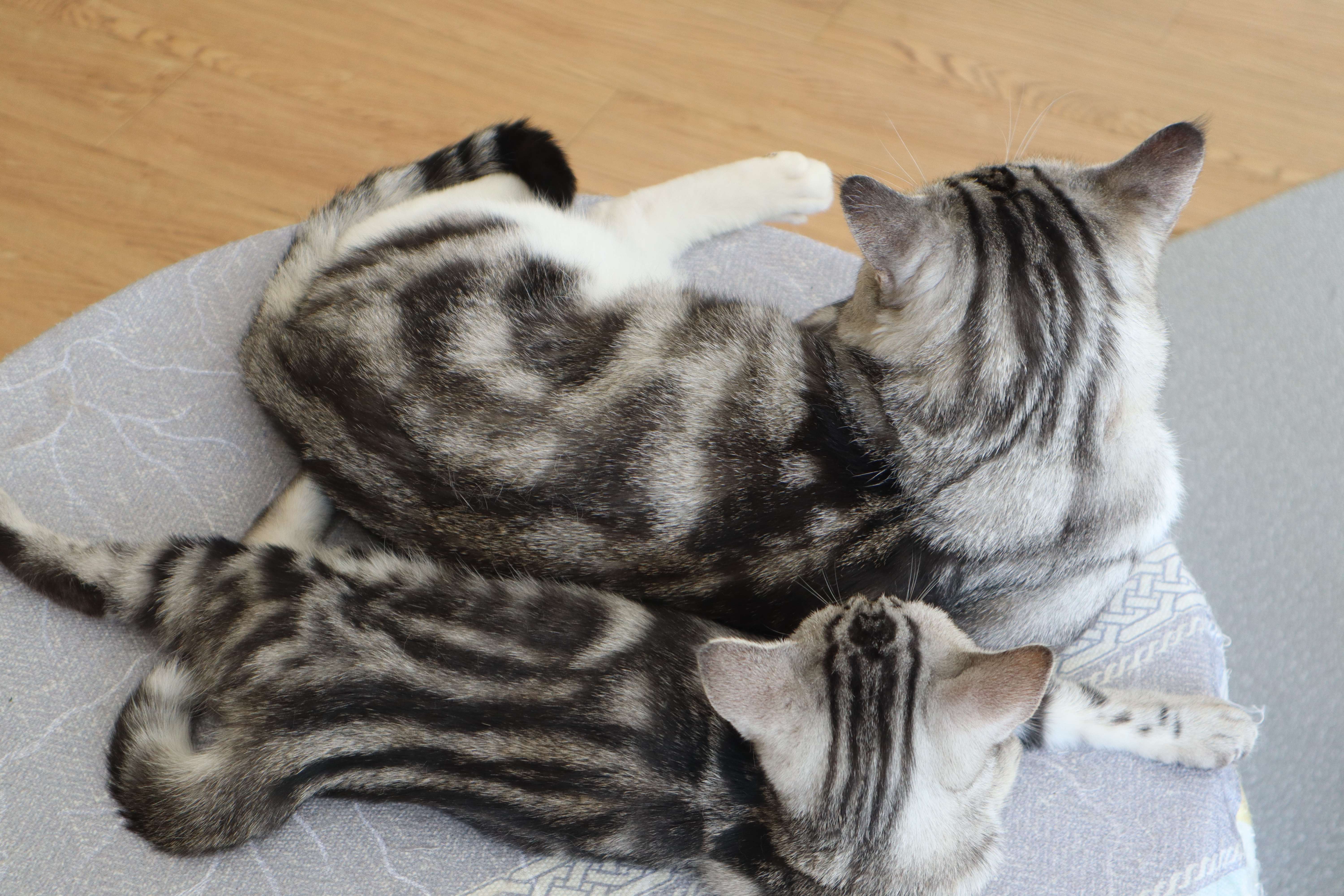 正确看待宠物绝育,猫咪绝育前应该注意的是什么