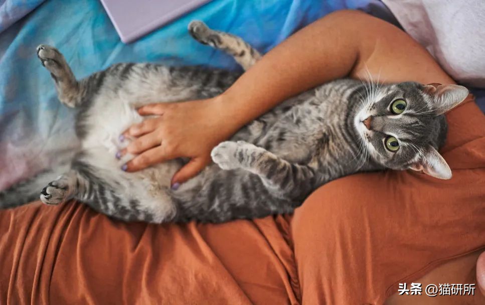 刚来的猫咪太粘人了怎么办,猫咪很黏主人是什么原因