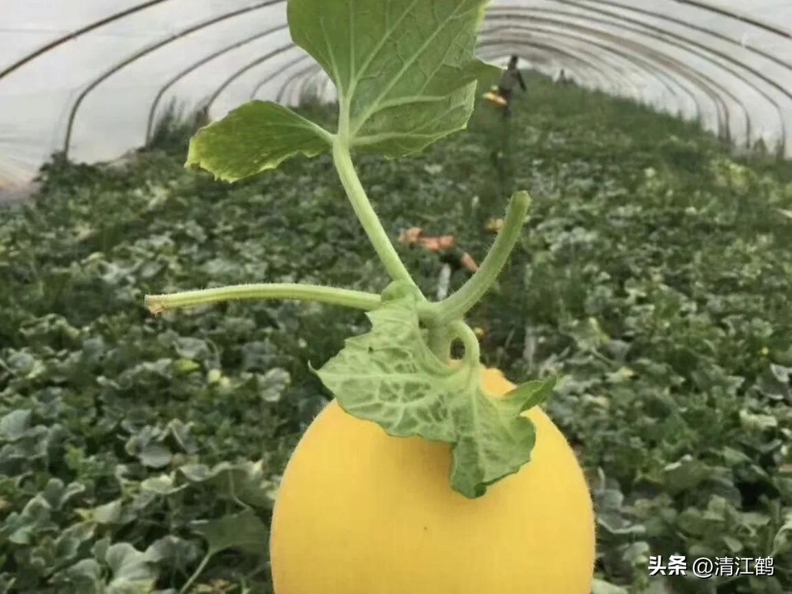 有什么好吃的甜瓜品种适合种植,适合南方种植的黄色厚皮甜瓜品种