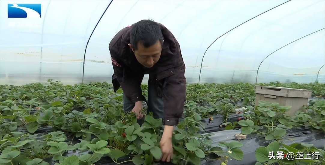甜了味蕾鼓了荷包湖北20万亩草莓变身“致富果”