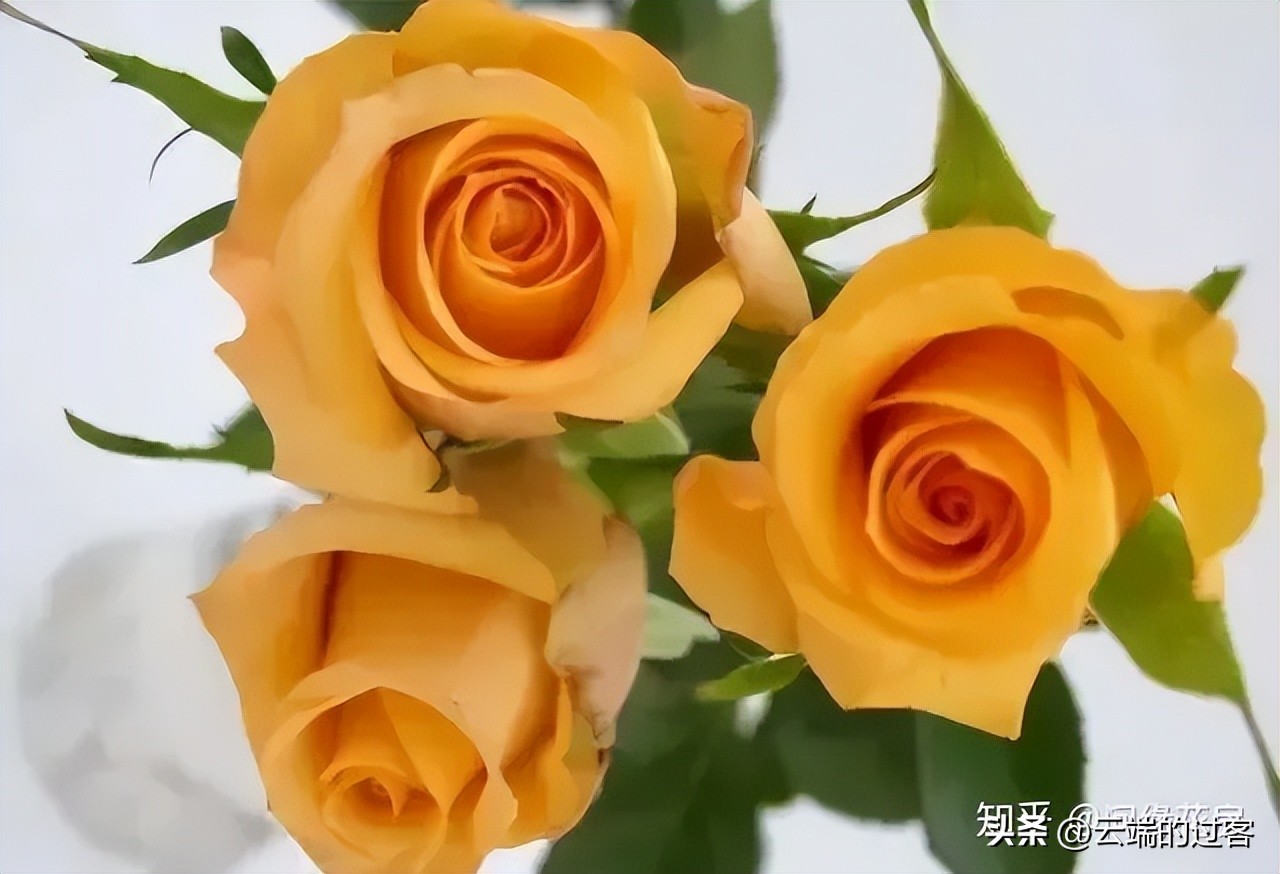 1到99朵玫瑰的含义图片,1到99朵玫瑰花语是什么