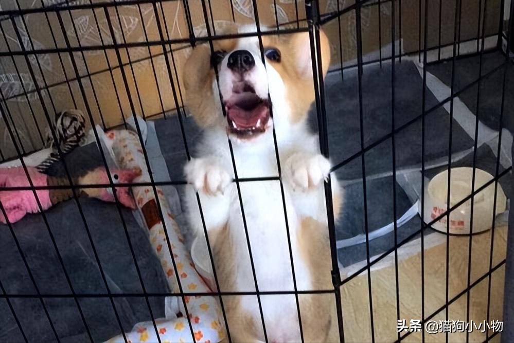 宠物店有哪些坑人的套路,在宠物店买狗怎么避免不被坑