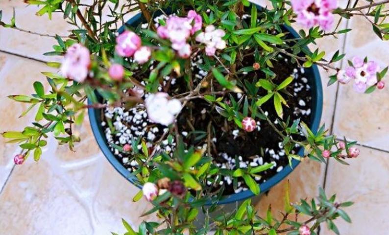 松红梅花好养,松红梅怎么养才能多开花